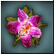 Орхидея F